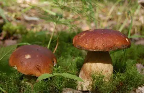 Grzyb na wszystkie choroby: Tajemnice leśnych gatunków